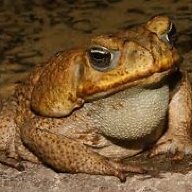 Toad