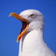 Galeb