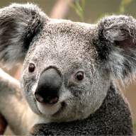 A4Jirka