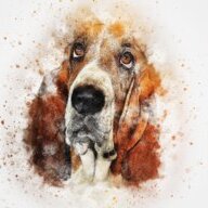 Hound