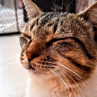 LaserAF