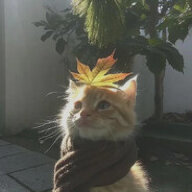 LegendryTiger