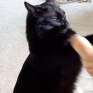 Fraxie