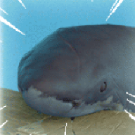 sharkblind