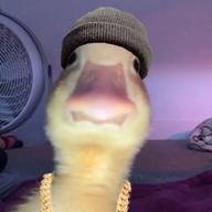 Nqnja