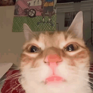 kirkhatdog
