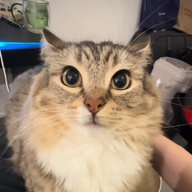 Kryz_