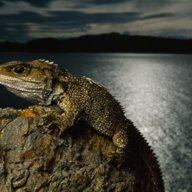 Tuatara