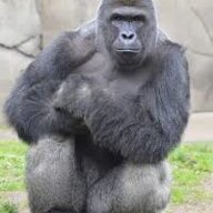GodHarambe