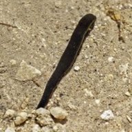 Leech