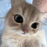 Not_Aralan