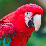 TheRedCarrot