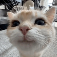 Fluxoah