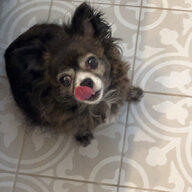 desmondbear