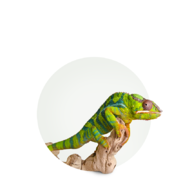 _Lizards