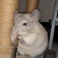greysquirrels