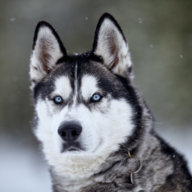 Lynk