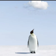 Pengus