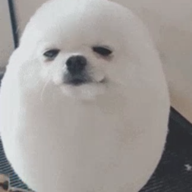 hpf