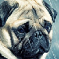 Pugsandbudgies123