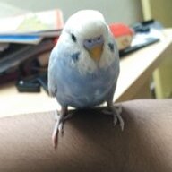 MrJelly