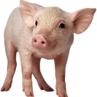 Hog