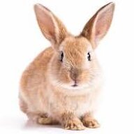 Rabbitt1