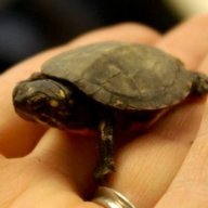 IAmTurtle