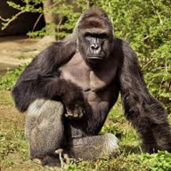 RIPHarambe