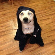 Wardog