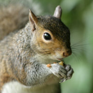 Squirrely