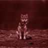 Wolf123