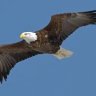 Eagle_9977