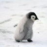 aaww