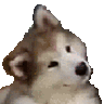 D a r k