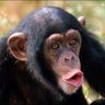 Unhealthy Ape