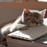 KittyKatGamAz