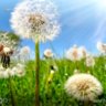 Dandelion
