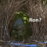 UrTailIsSmol
