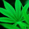 WeedGreen