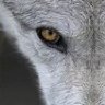 _TheWolfe