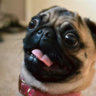 ThePugOG