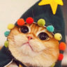 _Durpy