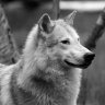 Howl