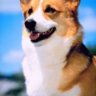CorgiLish