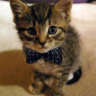 TheBizCat