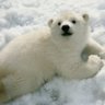 Antarctic