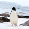 PenguinJD