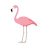 flamingoo