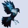Jay blue